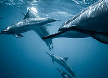 九游在线官网：开启手游新纪元的信赖入口